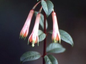 Botanisch