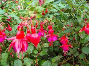 Fuchsia