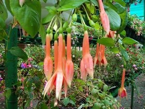 Triphylla