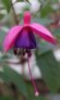 aladna_s_dancer