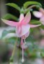 aladna_s_flash