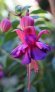 aladna_s_orion