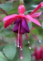 aladna_s_purple_rain