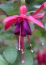 aladna_s_purple_rain