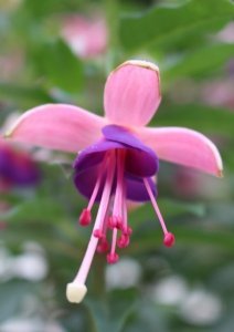 aladna_s_purple_sun