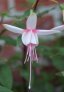 aladna_s_snow