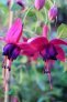 aladna_s_twist