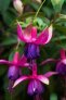 aladna_s_apart