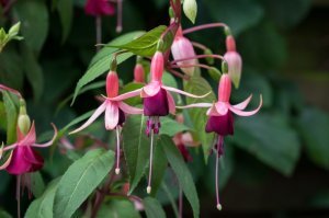 aladna_s_fuchsia