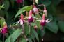 aladna_s_fuchsia