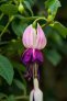 aladna_s_lantern
