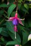 aladna_s_rain