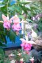 amanda_jones