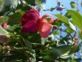amazing_marjolein