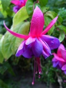 angela_s_lilac