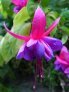 angela_s_lilac