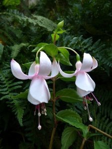 beauty_of_purbeck