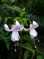 beauty_of_purbeck