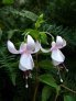 beauty_of_purbeck