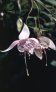 blush_of_dawn
