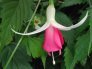 bow_bells