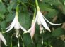 delicate_white