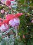 denise_van_der_putten