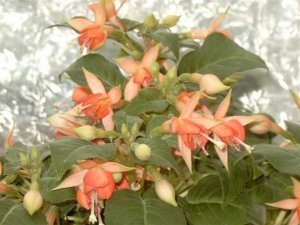 doublet_orange_white