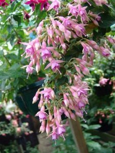 doublet_rose