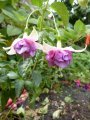 english_rose