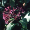 f._arborescens_var._zempoalt