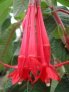 f._boliviana_inge