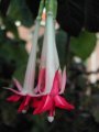 f._boliviana_var._luxurians_alba