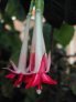 f._boliviana_var._luxurians_alba