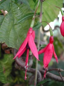 f._bracelinea