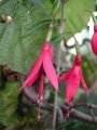 f._bracelinea