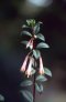 f._denticulata