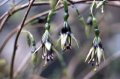 f._perscandens