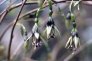 f._perscandens