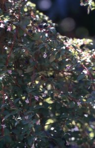 f._thymifolia_ssp._thymifolia