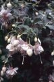 flowerdream