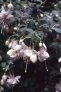 flowerdream