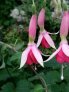 frans_boers