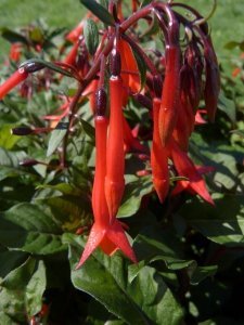 gartenmeister_bonstedt