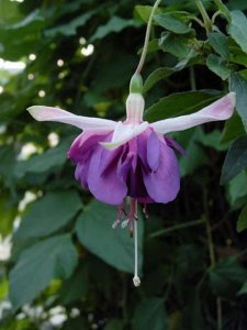 jan_zonder_vrees