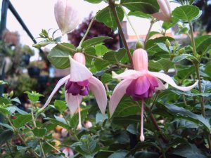 jaspers_donderstraal