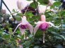 jaspers_donderstraal