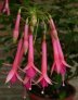 jaspers_pink_pipes