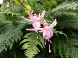 pink_lady