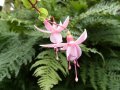 pink_lady